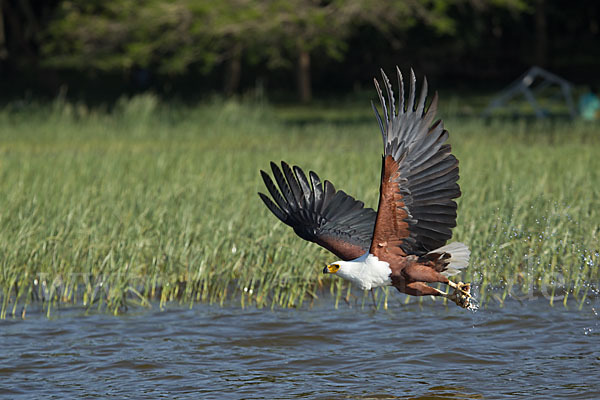 Schreiseeadler (Haliaeetus vocifer)