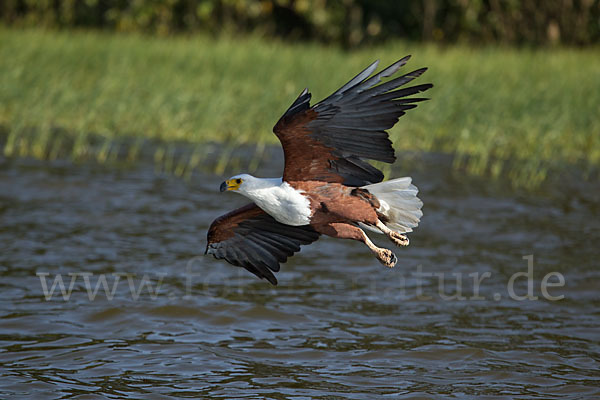 Schreiseeadler (Haliaeetus vocifer)