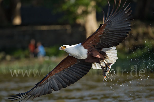 Schreiseeadler (Haliaeetus vocifer)