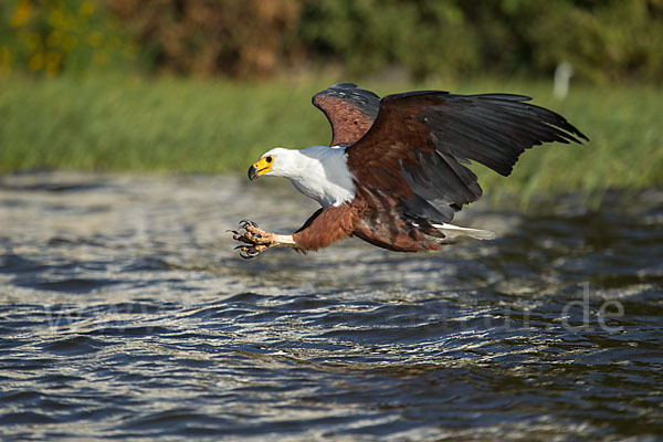 Schreiseeadler (Haliaeetus vocifer)