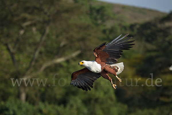 Schreiseeadler (Haliaeetus vocifer)