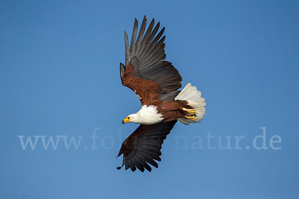 Schreiseeadler (Haliaeetus vocifer)