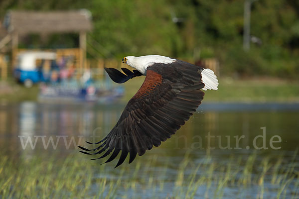 Schreiseeadler (Haliaeetus vocifer)