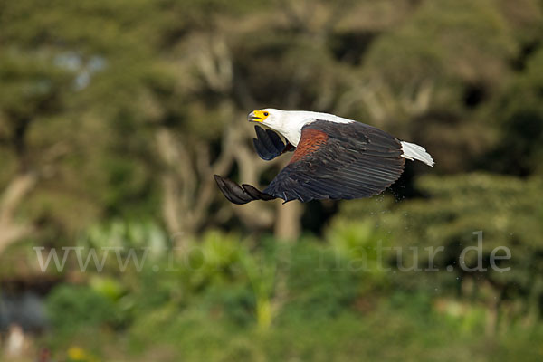 Schreiseeadler (Haliaeetus vocifer)