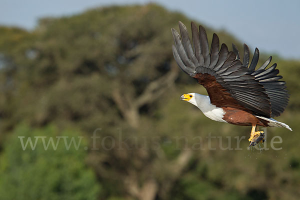 Schreiseeadler (Haliaeetus vocifer)