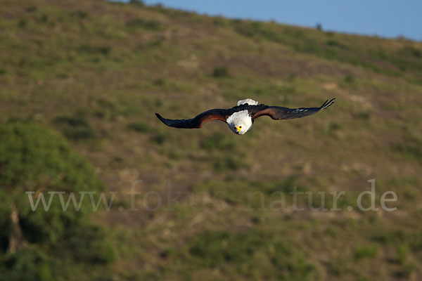 Schreiseeadler (Haliaeetus vocifer)