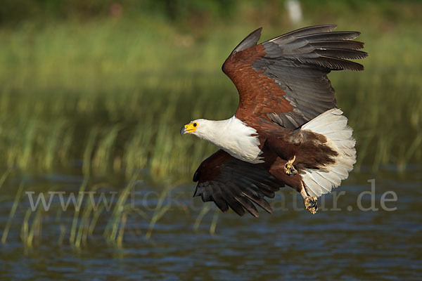 Schreiseeadler (Haliaeetus vocifer)