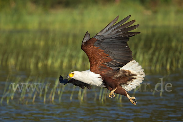 Schreiseeadler (Haliaeetus vocifer)