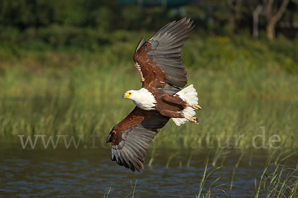 Schreiseeadler (Haliaeetus vocifer)