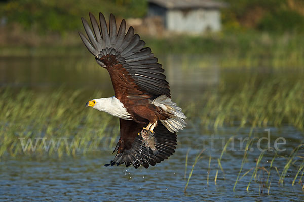 Schreiseeadler (Haliaeetus vocifer)