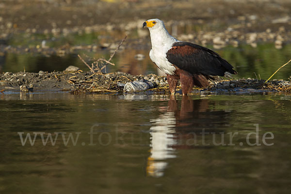 Schreiseeadler (Haliaeetus vocifer)