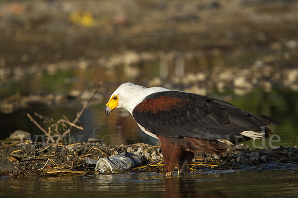 Schreiseeadler (Haliaeetus vocifer)