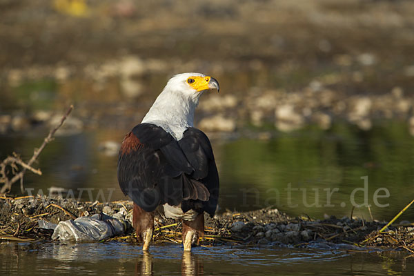 Schreiseeadler (Haliaeetus vocifer)