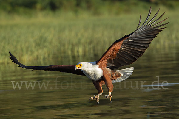 Schreiseeadler (Haliaeetus vocifer)