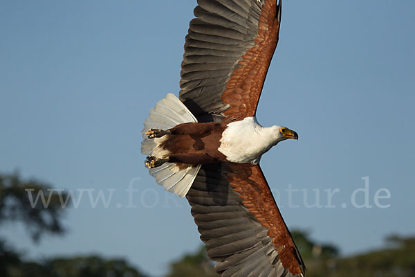 Schreiseeadler (Haliaeetus vocifer)