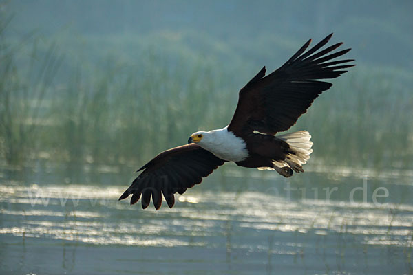 Schreiseeadler (Haliaeetus vocifer)