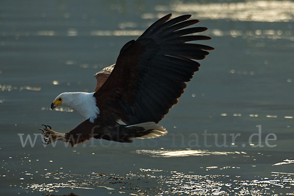 Schreiseeadler (Haliaeetus vocifer)