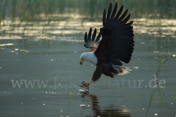 Schreiseeadler (Haliaeetus vocifer)