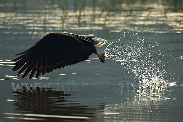 Schreiseeadler (Haliaeetus vocifer)