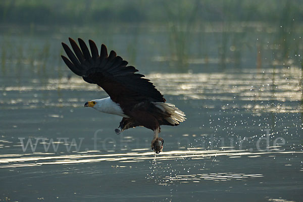 Schreiseeadler (Haliaeetus vocifer)