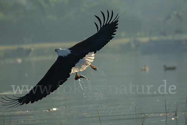 Schreiseeadler (Haliaeetus vocifer)