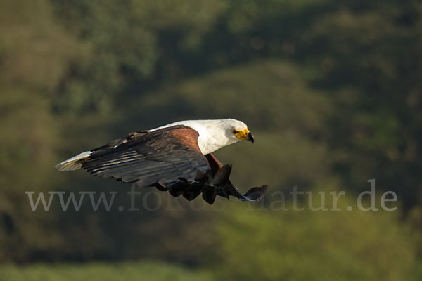 Schreiseeadler (Haliaeetus vocifer)