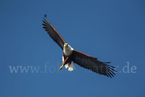 Schreiseeadler (Haliaeetus vocifer)