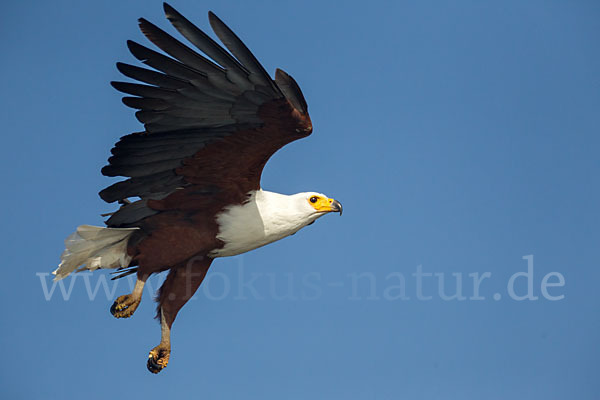 Schreiseeadler (Haliaeetus vocifer)