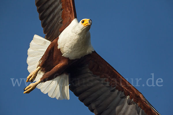 Schreiseeadler (Haliaeetus vocifer)