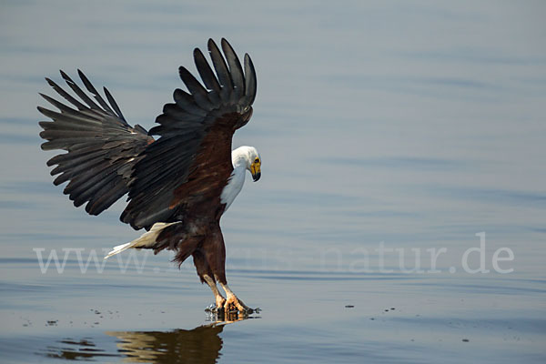 Schreiseeadler (Haliaeetus vocifer)