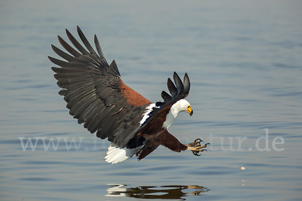 Schreiseeadler (Haliaeetus vocifer)