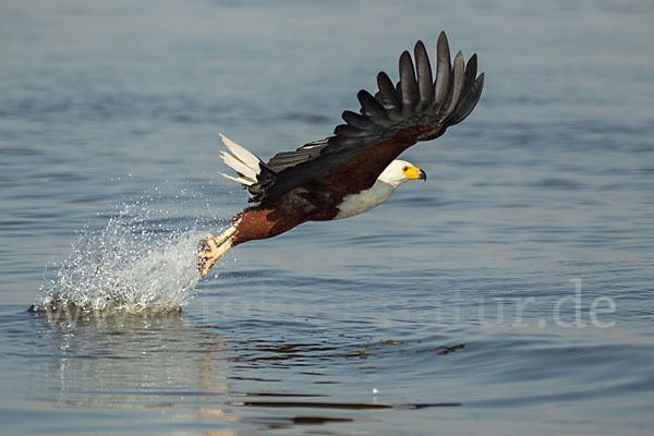 Schreiseeadler (Haliaeetus vocifer)