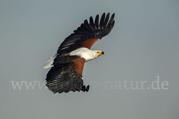 Schreiseeadler (Haliaeetus vocifer)