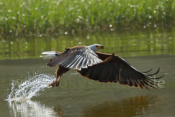 Schreiseeadler (Haliaeetus vocifer)