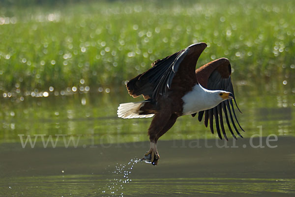 Schreiseeadler (Haliaeetus vocifer)