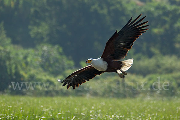 Schreiseeadler (Haliaeetus vocifer)