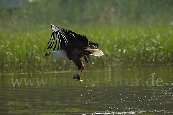 Schreiseeadler (Haliaeetus vocifer)