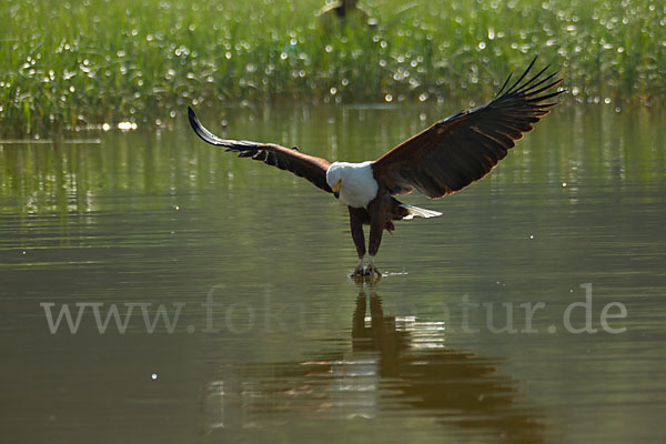 Schreiseeadler (Haliaeetus vocifer)