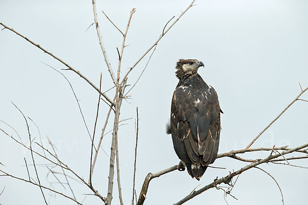 Schreiseeadler (Haliaeetus vocifer)