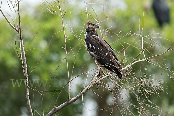 Schreiseeadler (Haliaeetus vocifer)