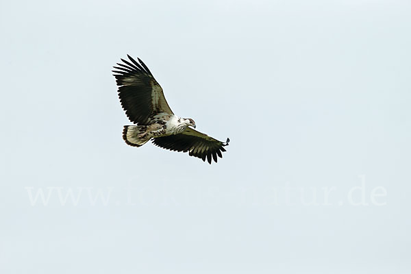 Schreiseeadler (Haliaeetus vocifer)