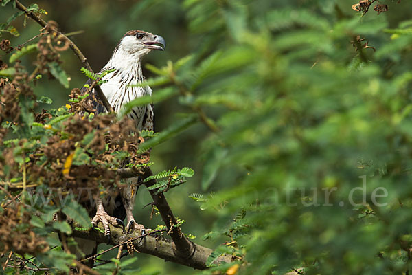 Schreiseeadler (Haliaeetus vocifer)