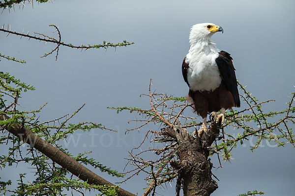 Schreiseeadler (Haliaeetus vocifer)