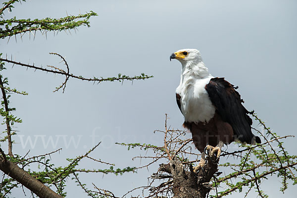 Schreiseeadler (Haliaeetus vocifer)