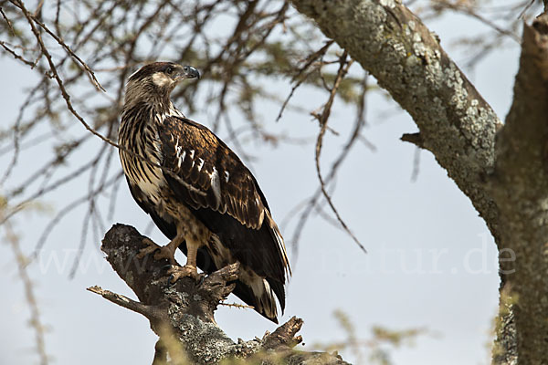 Schreiseeadler (Haliaeetus vocifer)