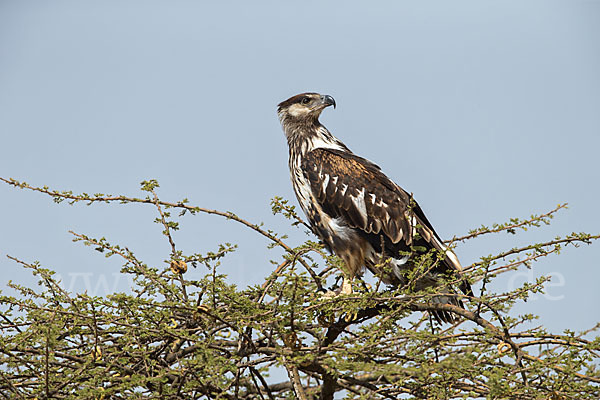 Schreiseeadler (Haliaeetus vocifer)