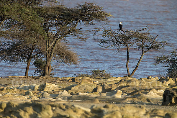 Schreiseeadler (Haliaeetus vocifer)