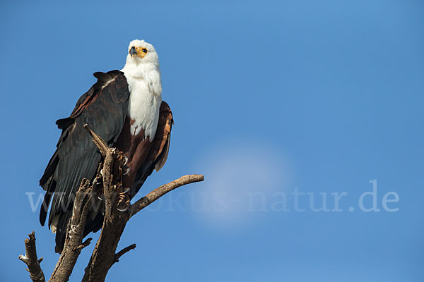 Schreiseeadler (Haliaeetus vocifer)