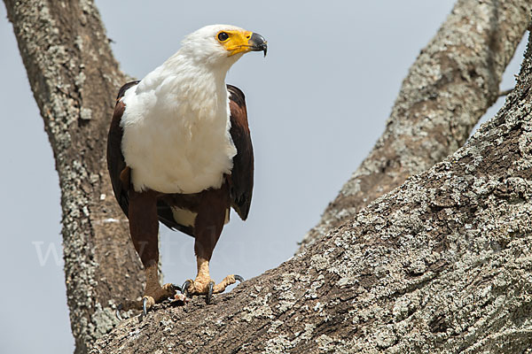 Schreiseeadler (Haliaeetus vocifer)