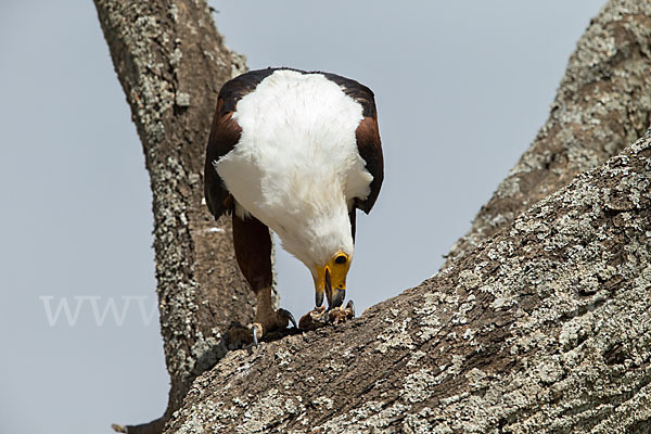 Schreiseeadler (Haliaeetus vocifer)